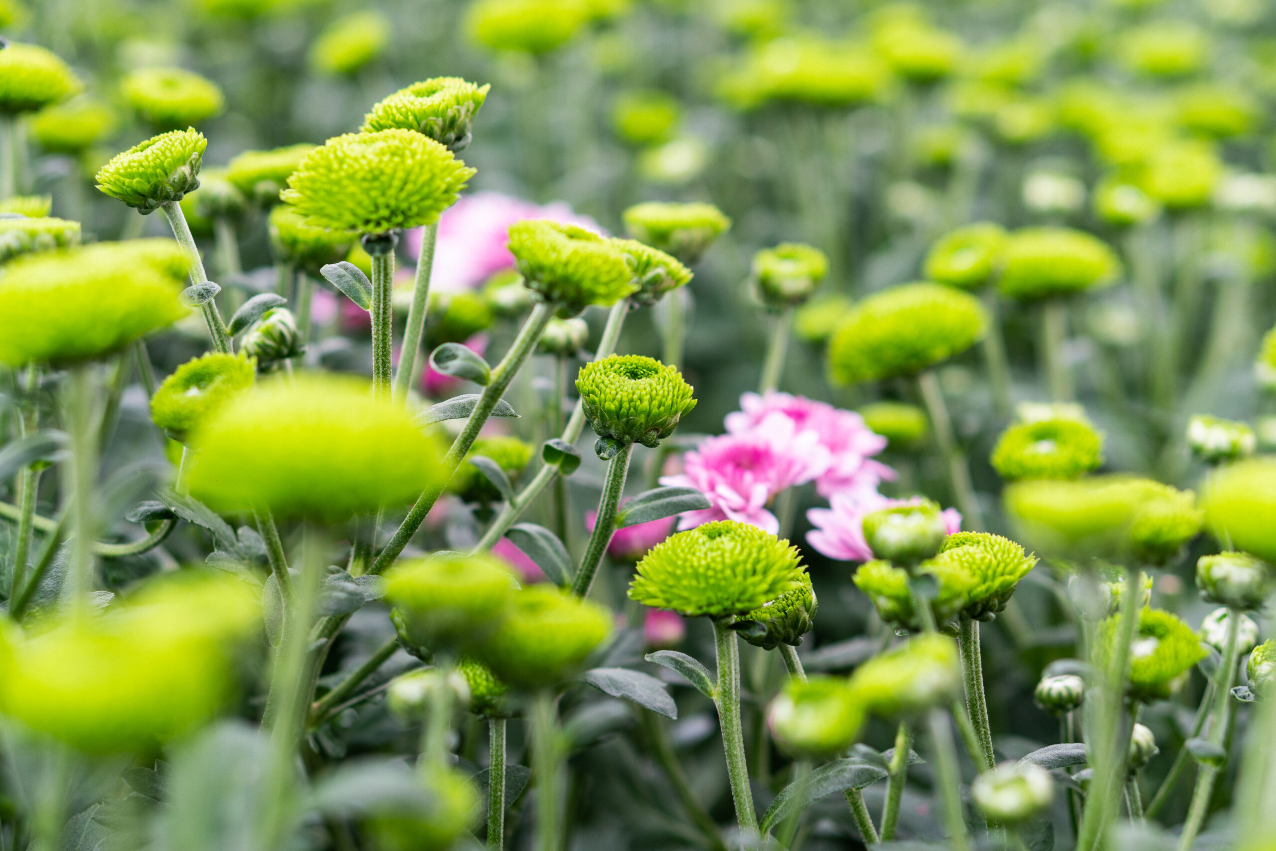 fiori verdi e rosa