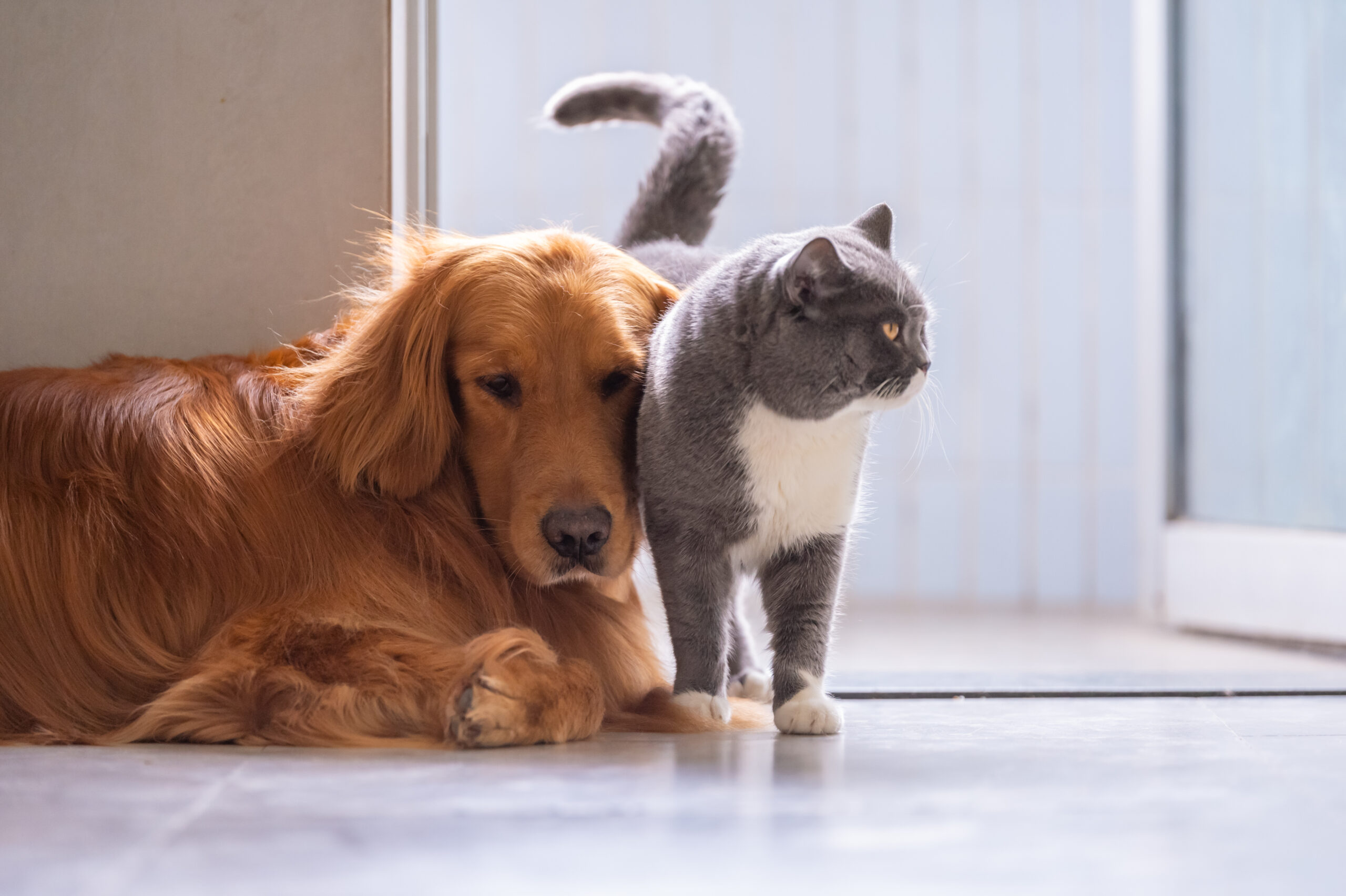 British shorthair cats and Golden Retriever